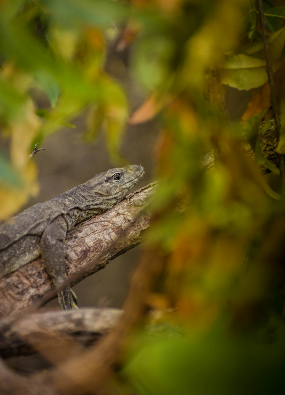 a frog sitting on a branch