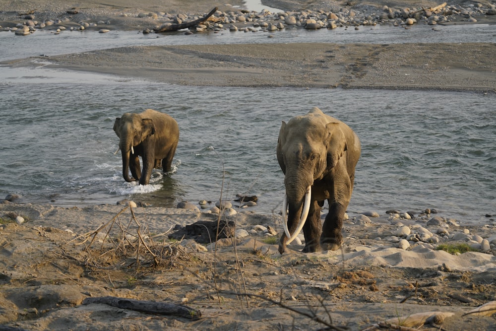 éléphants marchant dans l’eau
