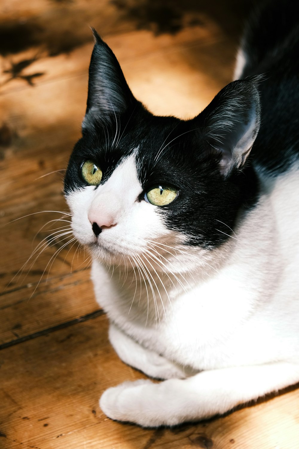 a black and white cat