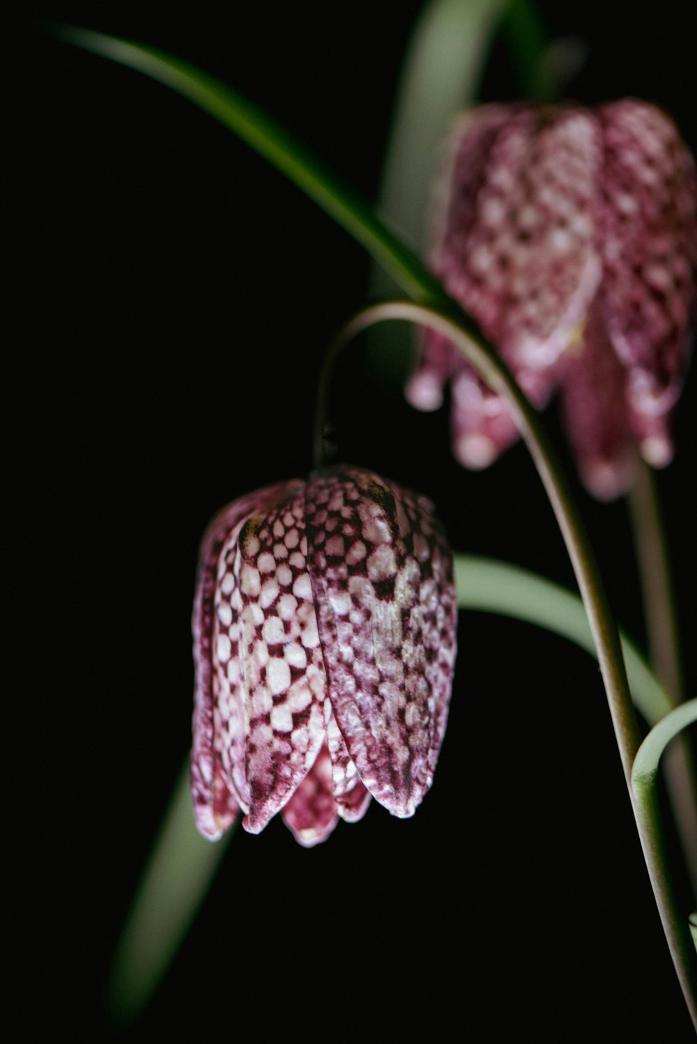 a close-up of a flower