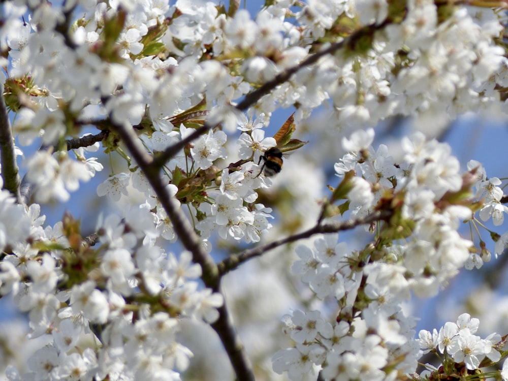 a bee on a tree branch