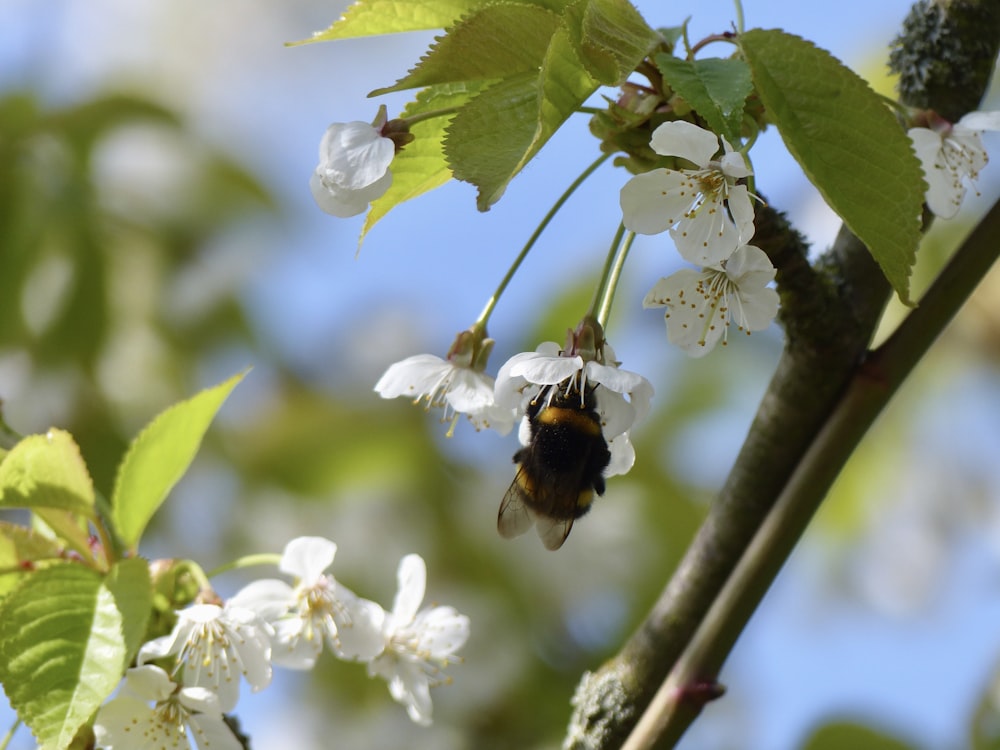 a bee on a flower