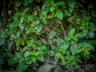 A curious cheetah peeking through dense green foliage, eyes alert and focused.