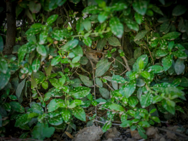 A curious cheetah peeking through dense green foliage, eyes alert and focused.
