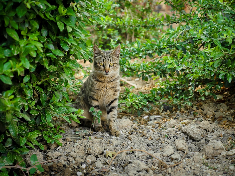 a cat walking on rocks