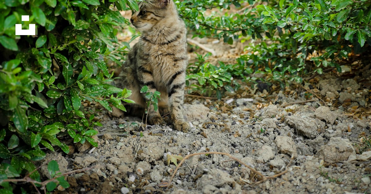 Un gato parado sobre una roca foto – Imagen de Gato gratuita en Unsplash