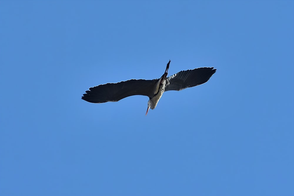 a bird flying in the sky