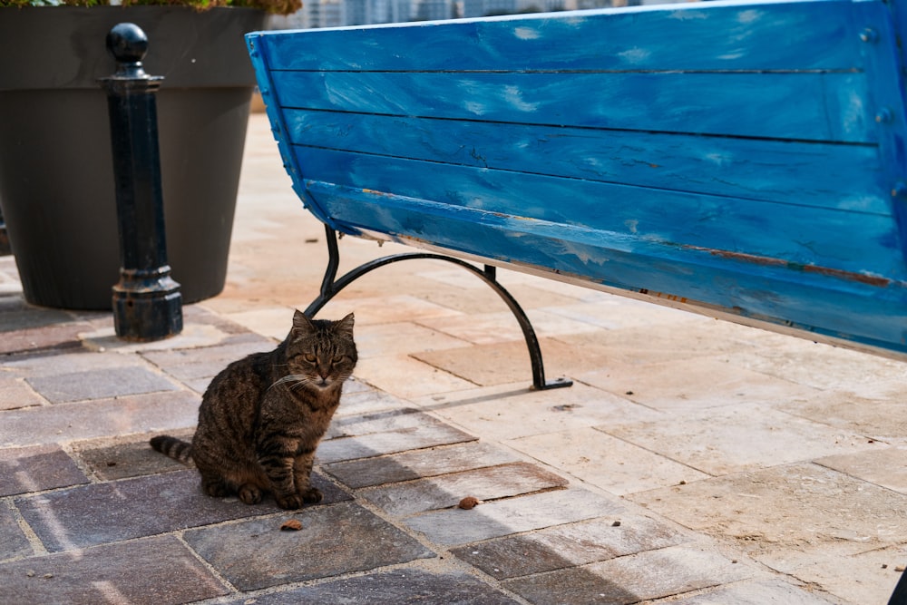 a cat sitting under a bench