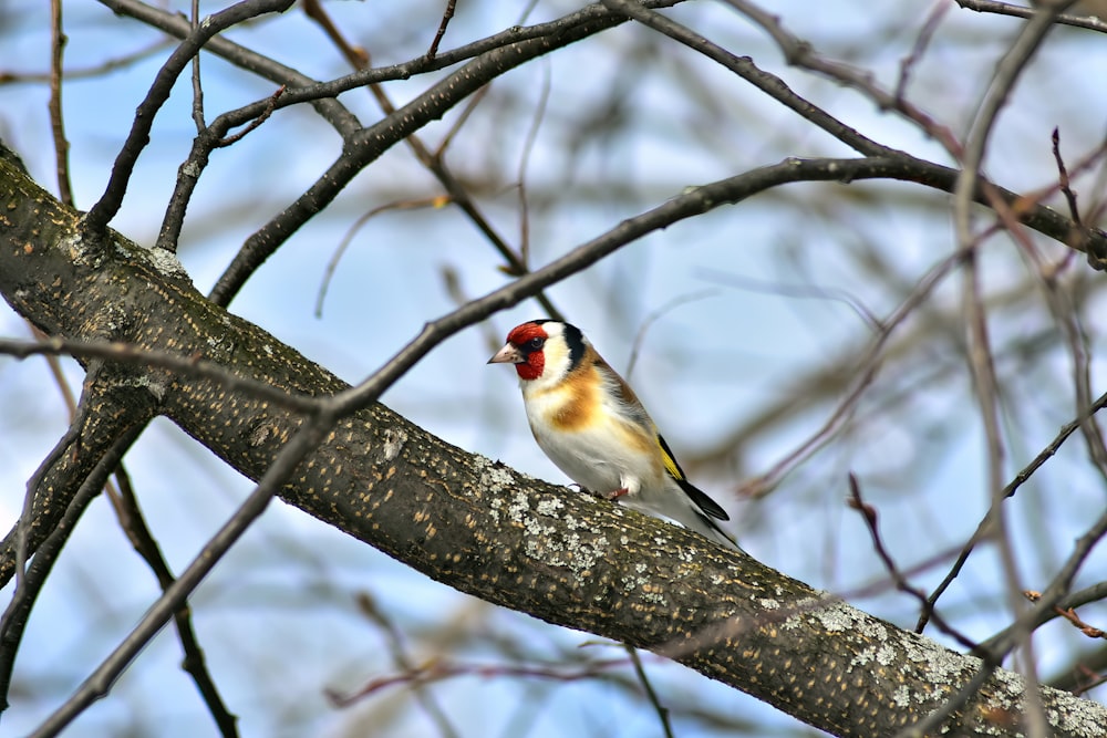 a bird sitting on a tree branch