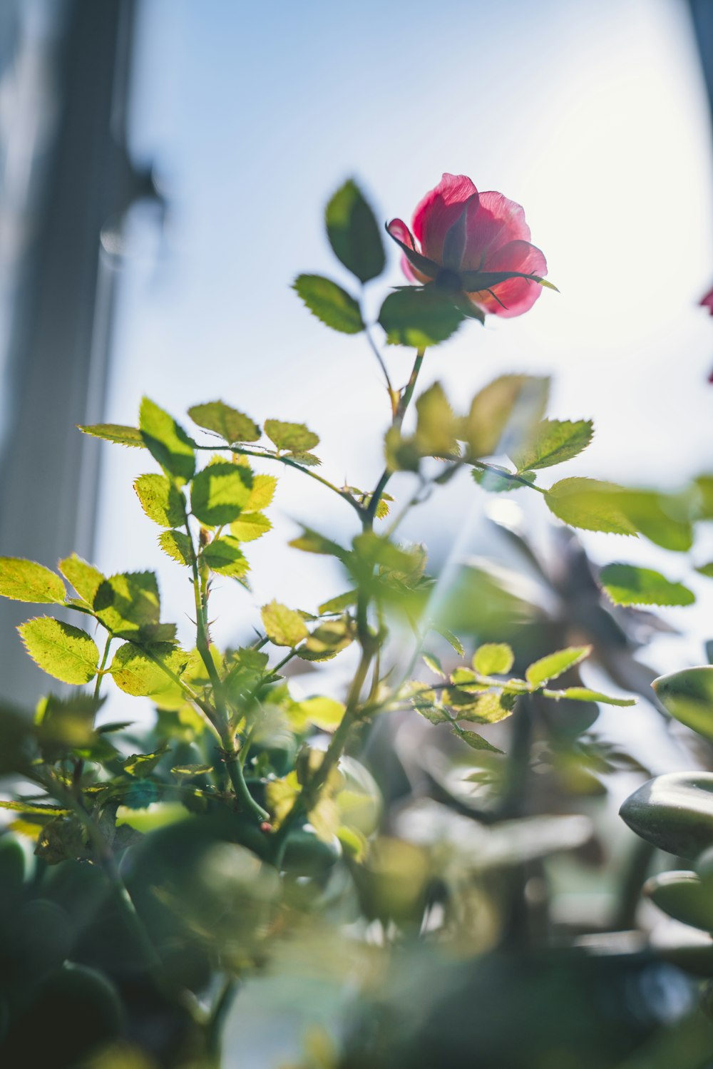 a rose on a plant