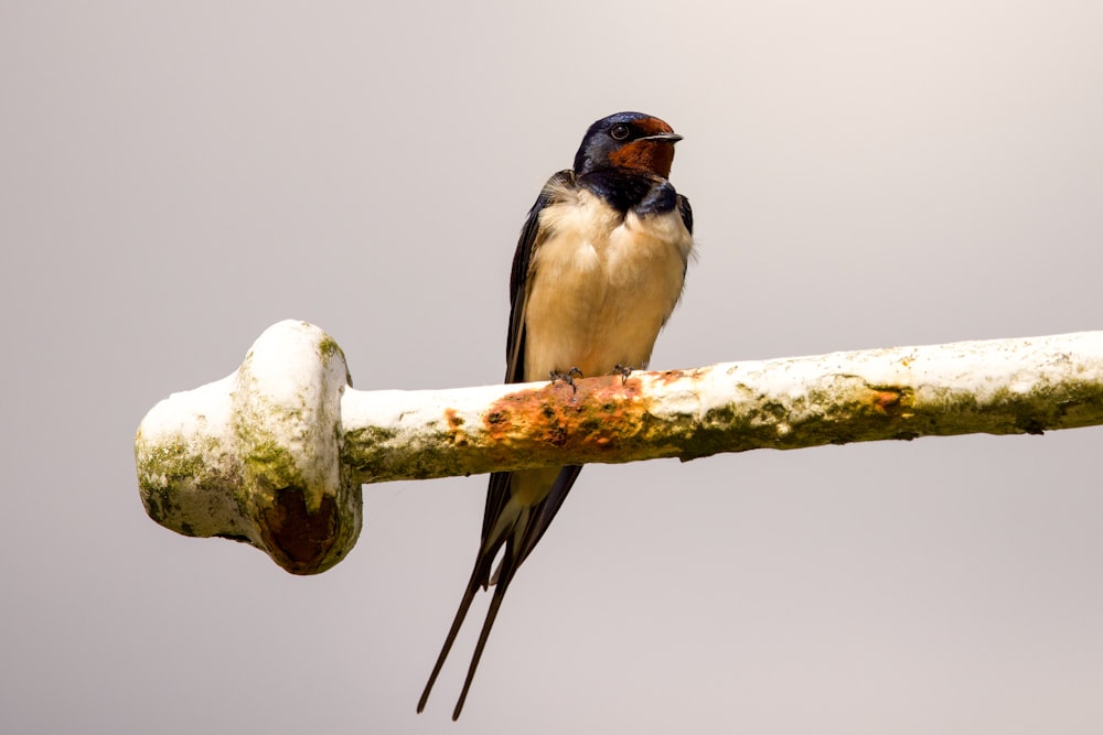 a bird sitting on a branch