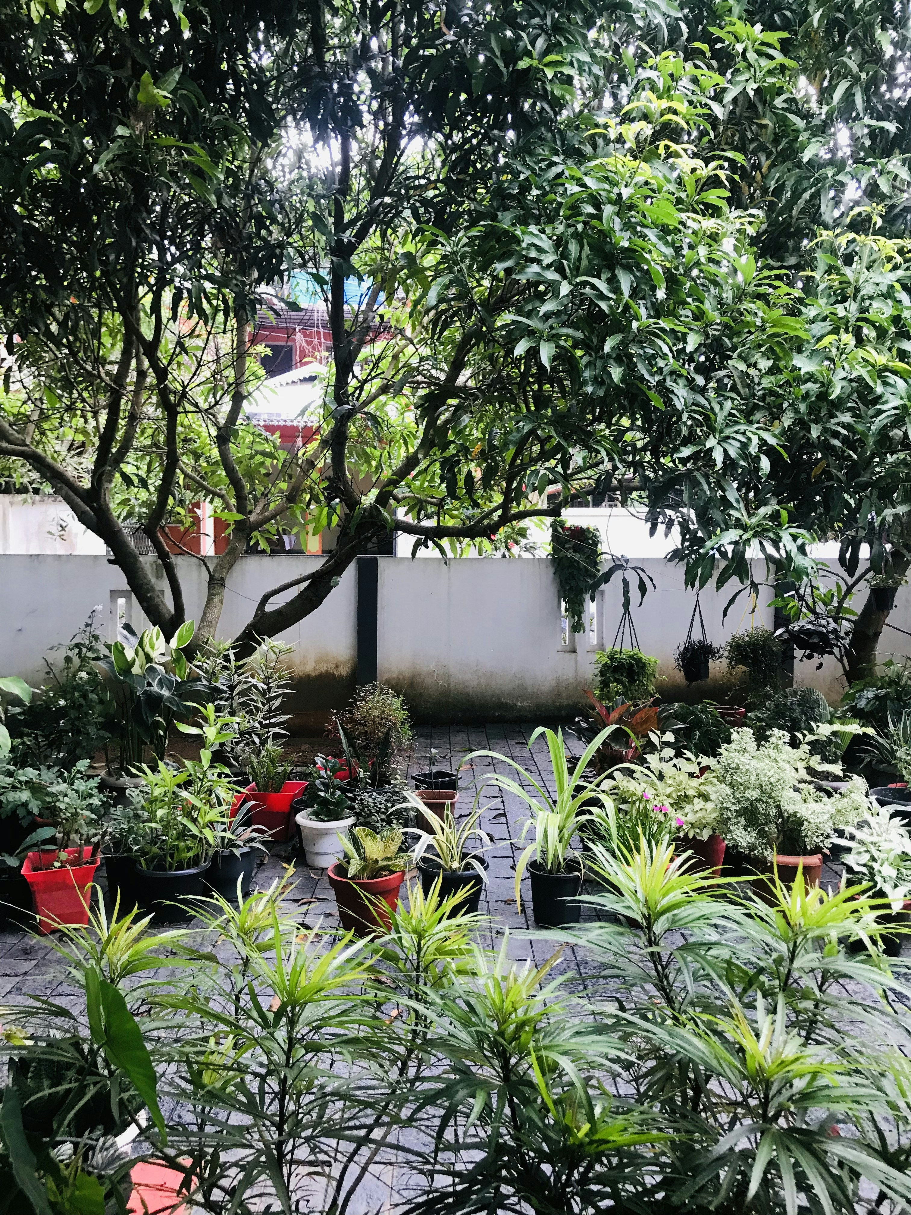 a group of potted plants