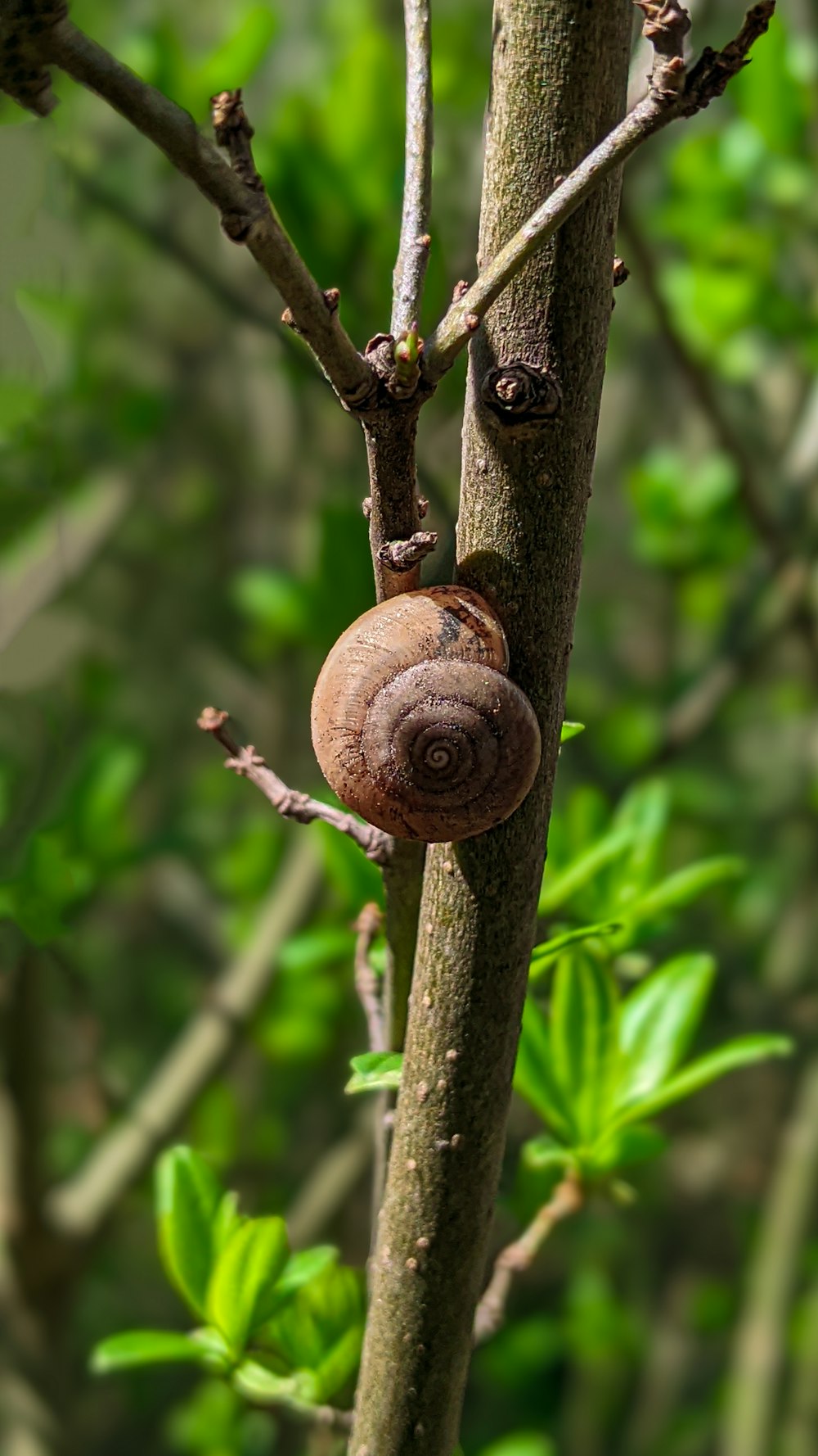 a snail on a branch