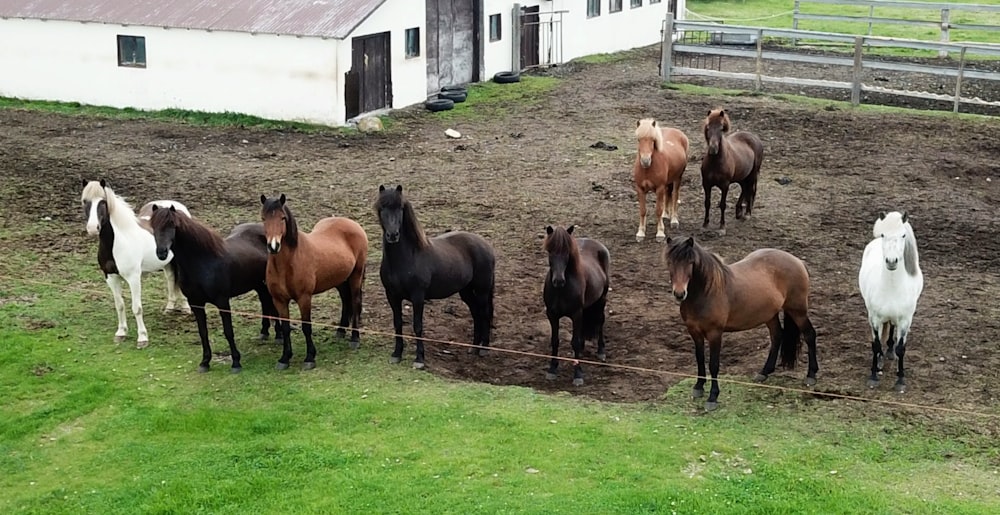 a group of horses in a fenced in pasture