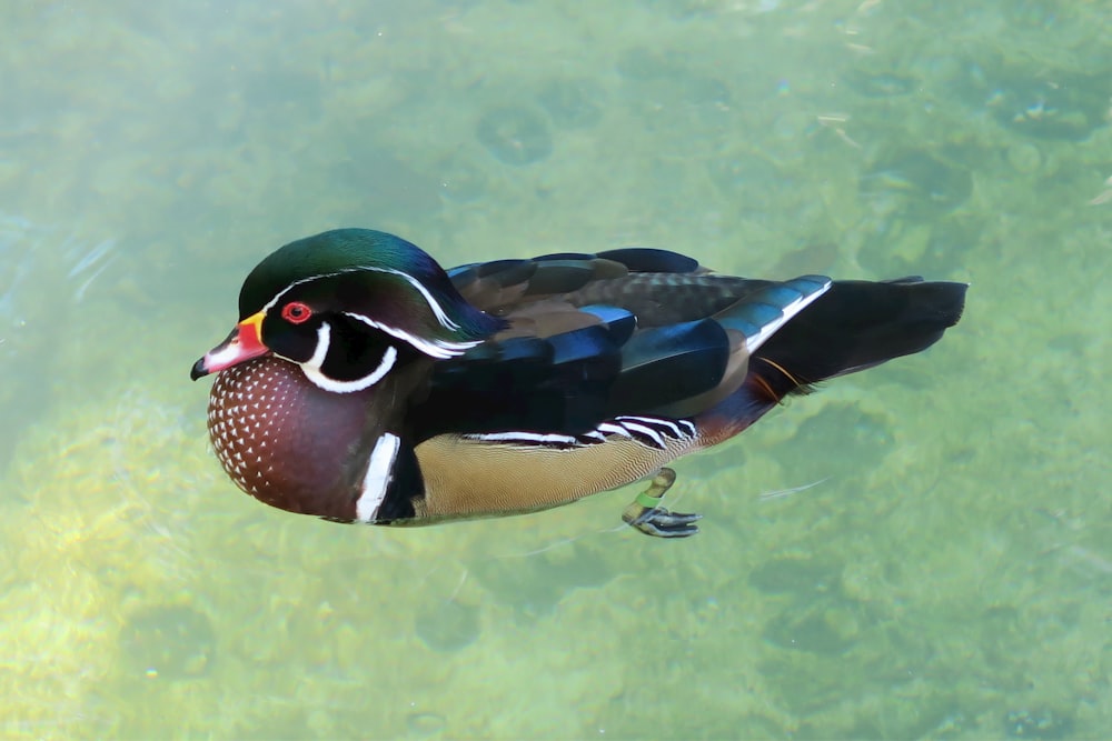 a duck walking on water