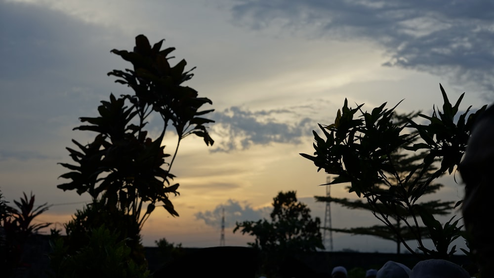 a group of trees with the sun behind them