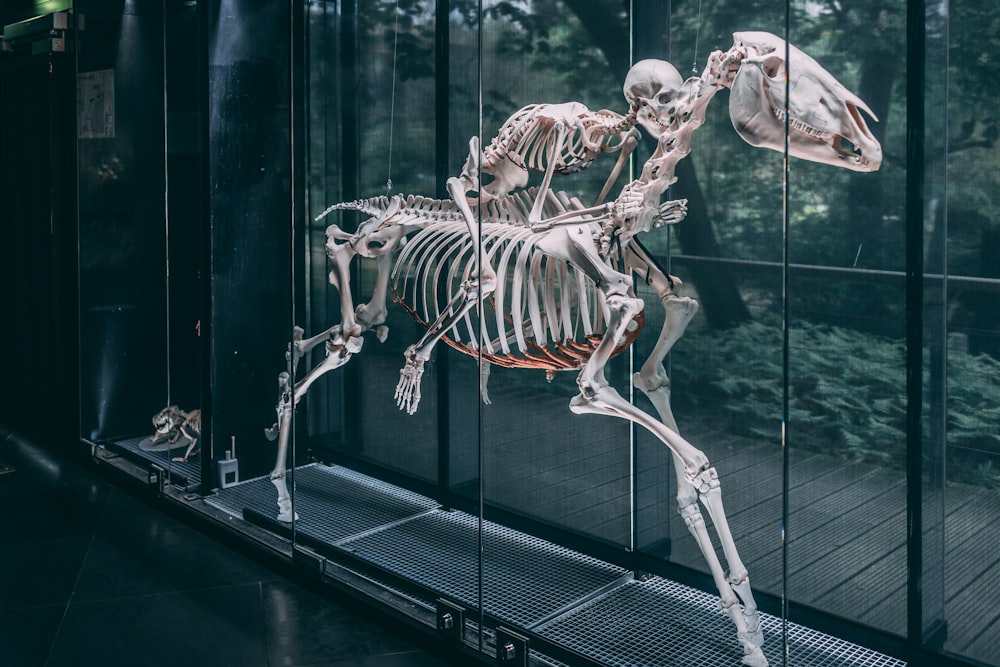 a skeleton of an animal