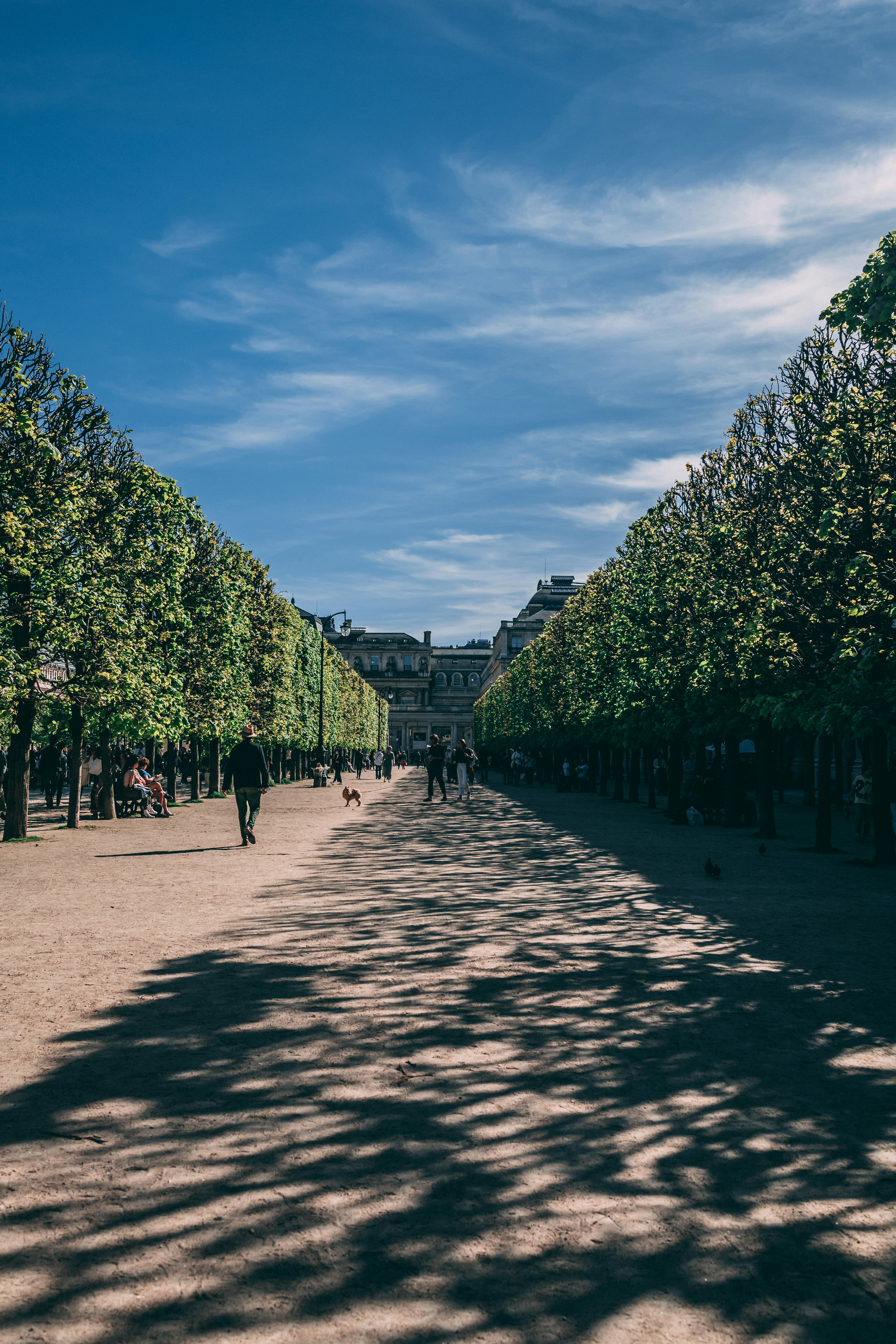 a group of people walking on a path with trees on either side