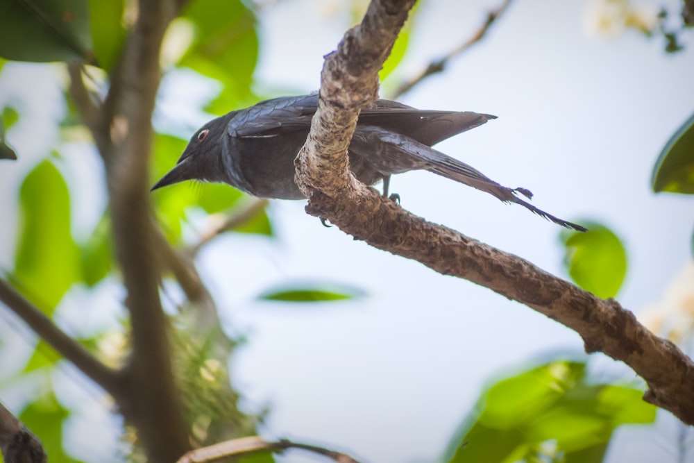 a bird flying in the air