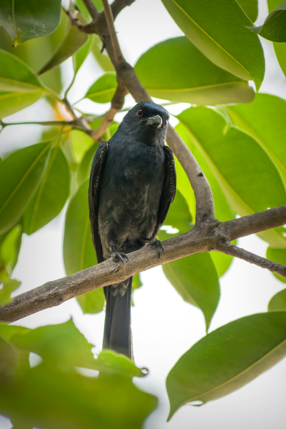 a bird perched on a branch