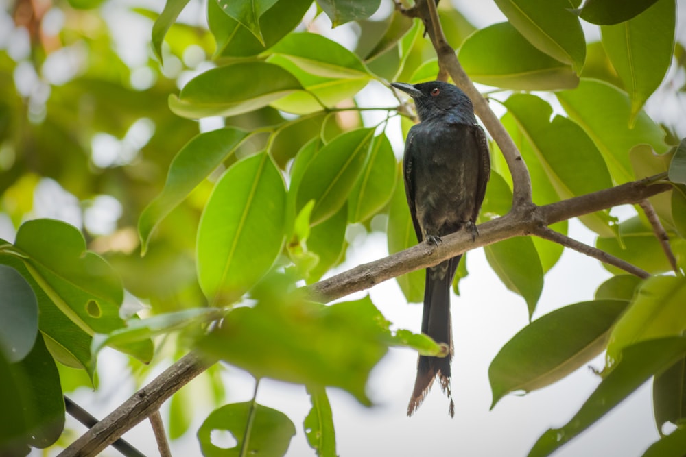 a bird perched on a branch