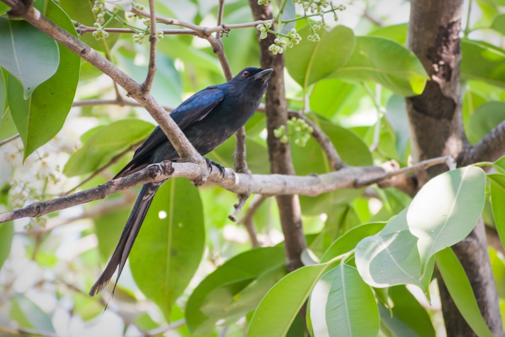 a bird perched on a tree branch