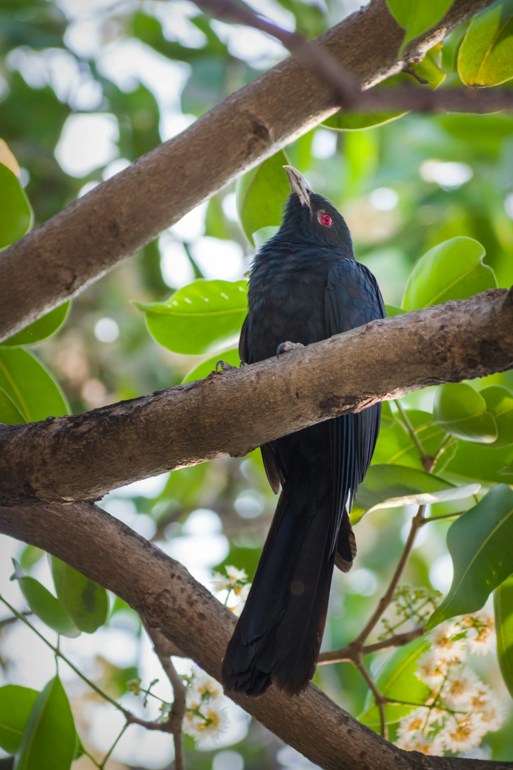 um pássaro preto em um galho de árvore