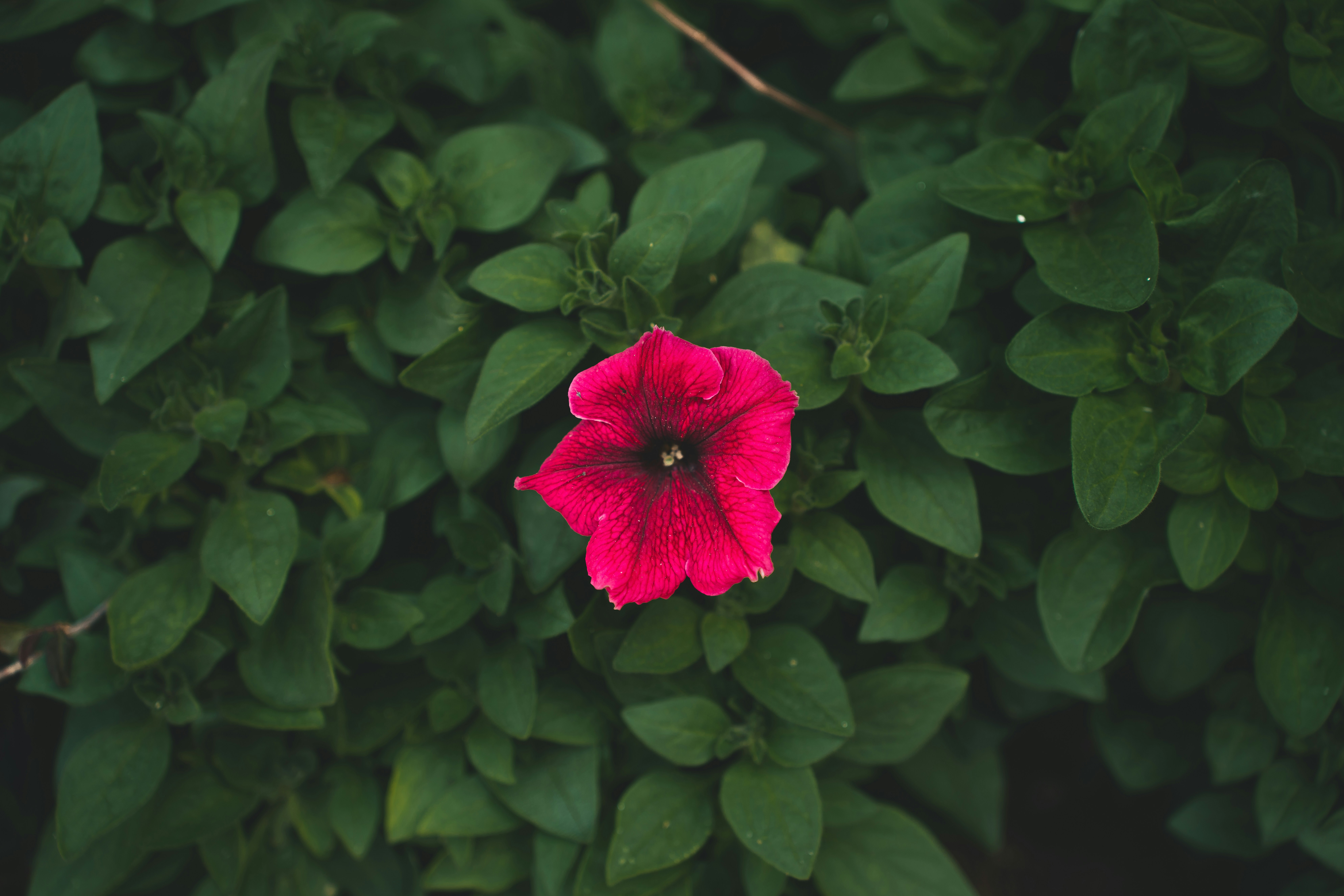 Photo by viditgoswami