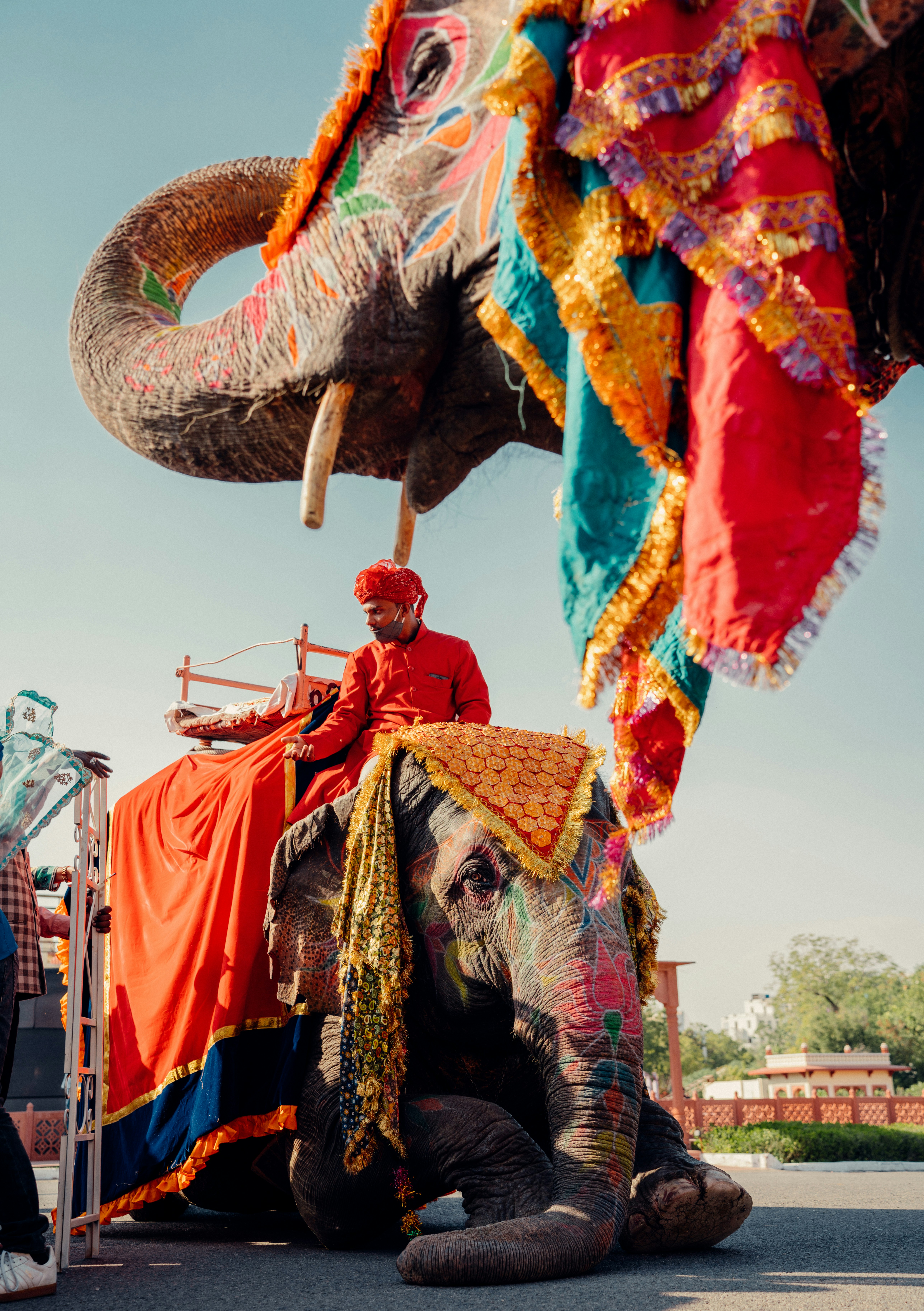 Elephant in natural habitat