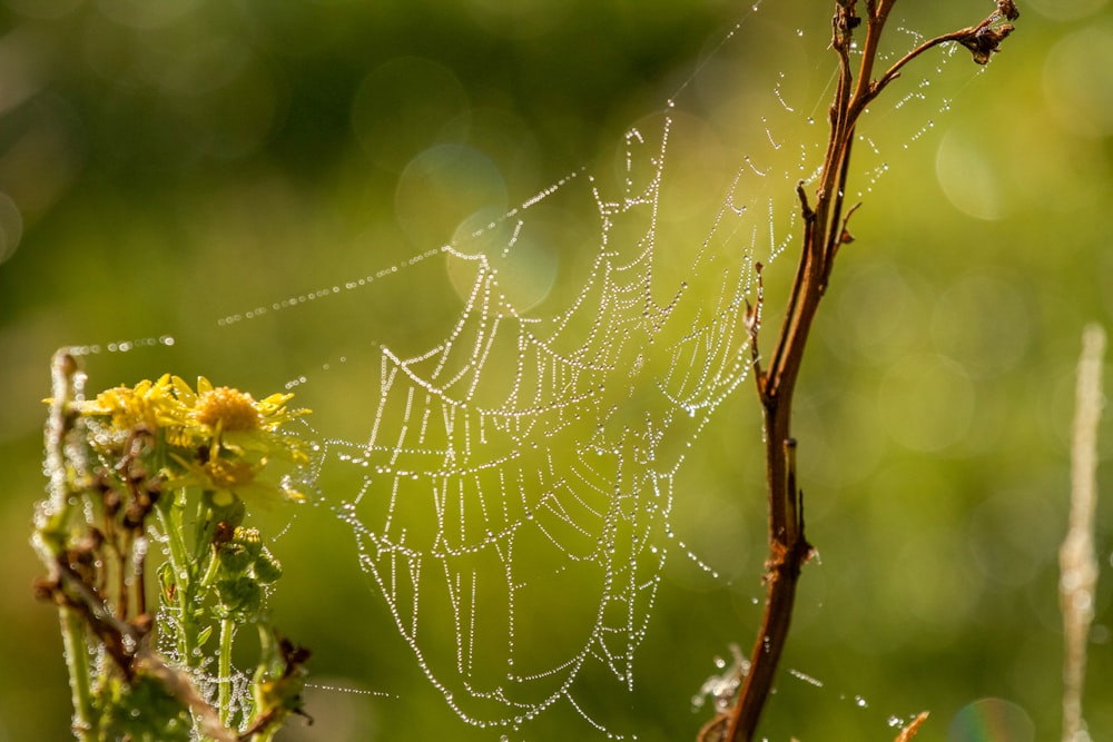 a spider web with a spider on it