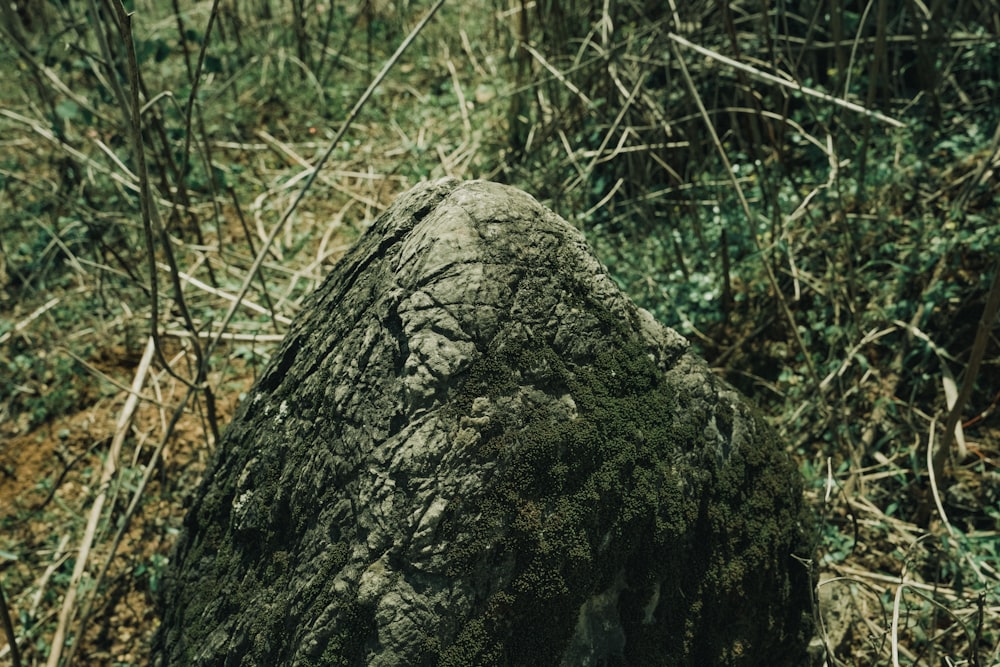 a rock in the woods