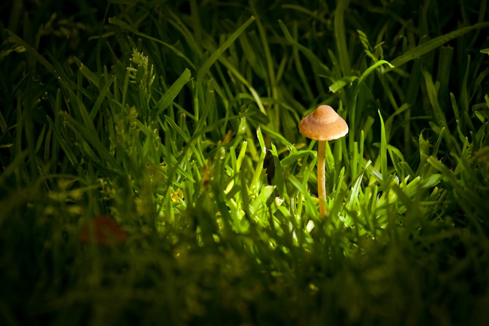 a mushroom growing in grass