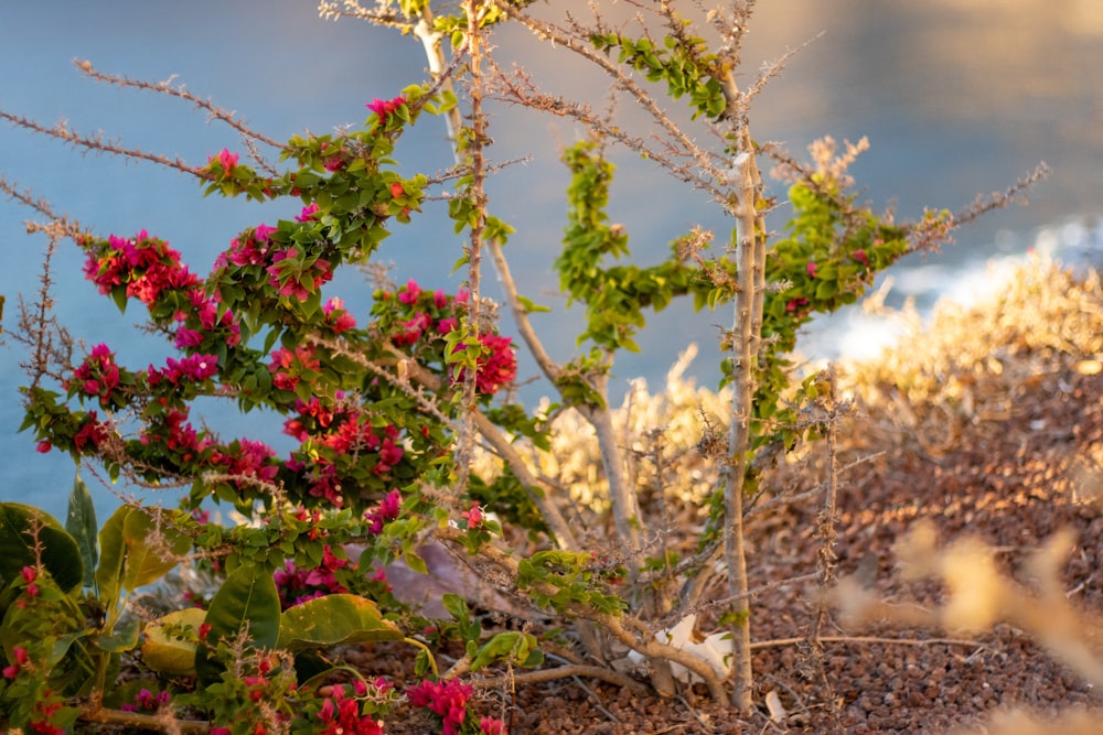 a tree with flowers