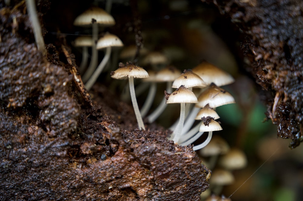 a group of mushrooms growing out of a tree