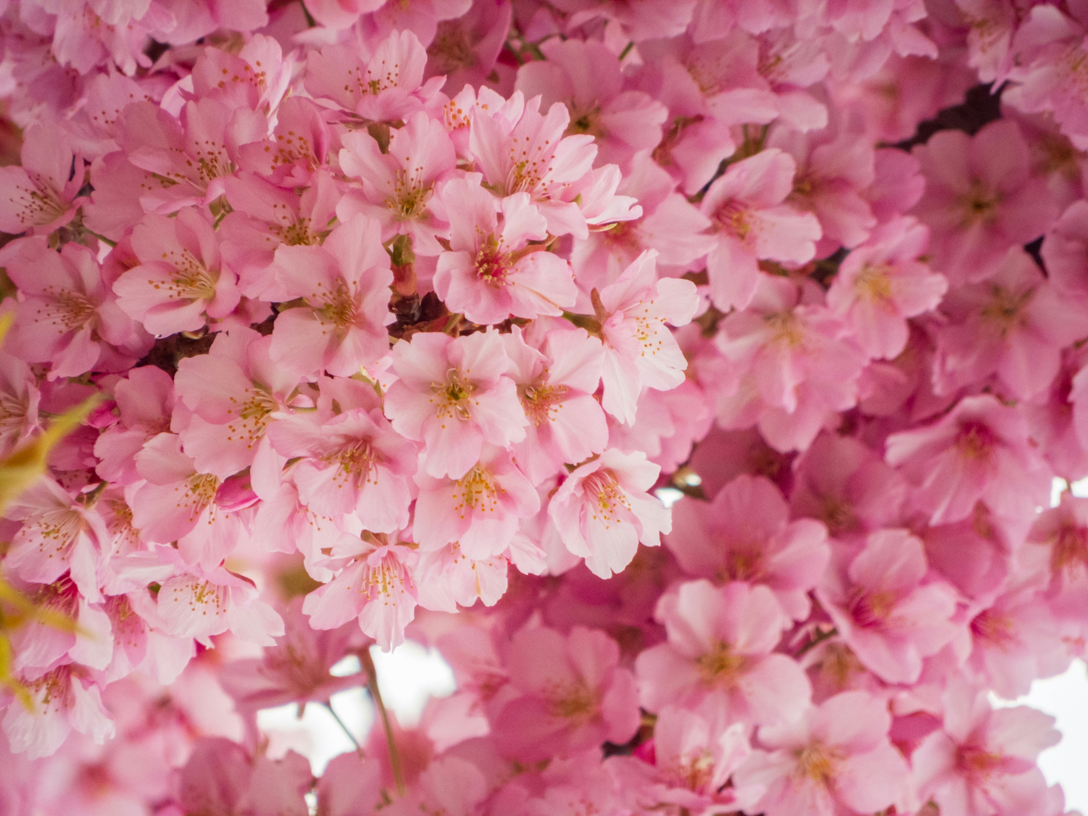 Photo by heppoko_yama