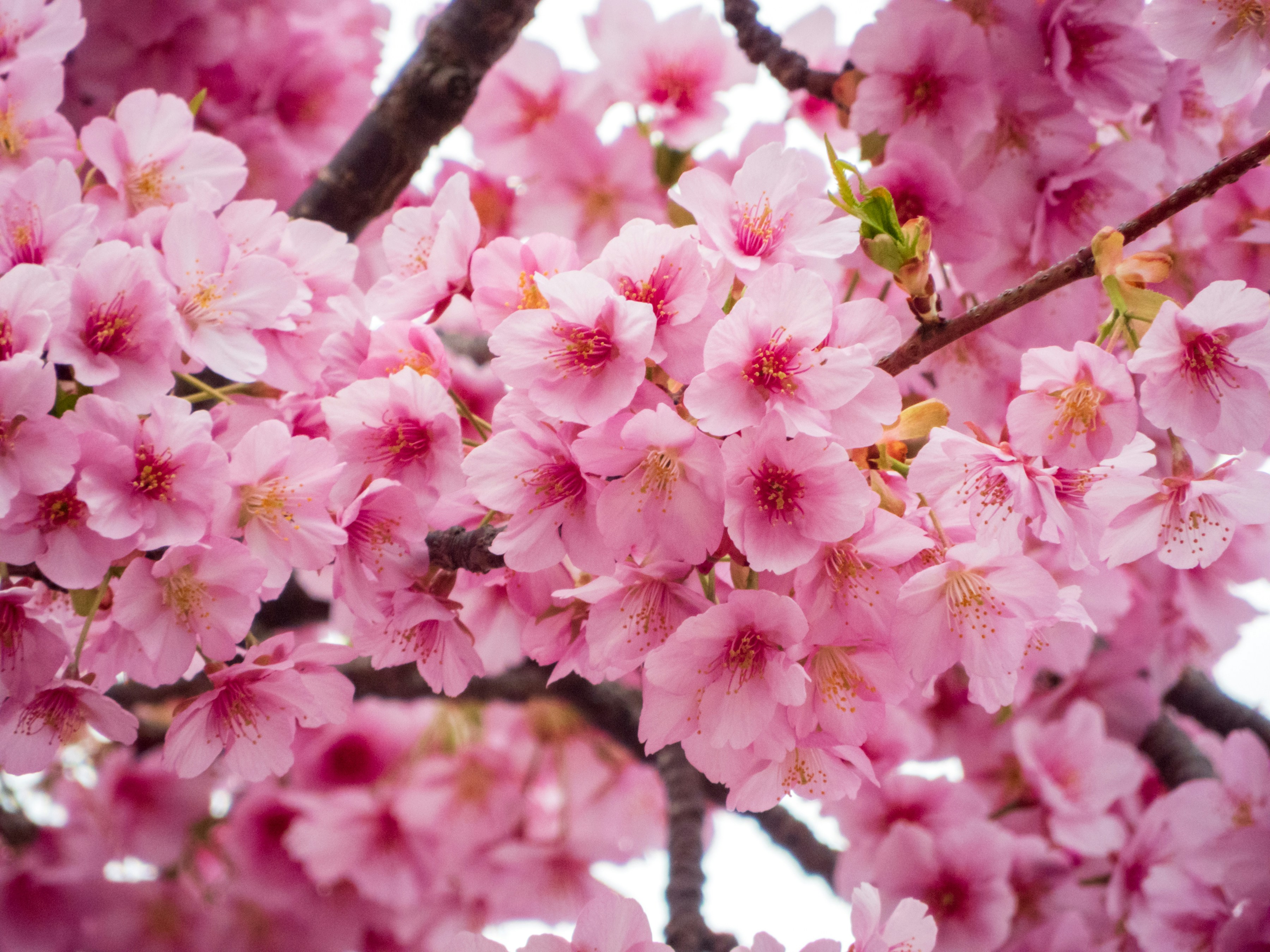 Photo by heppoko_yama