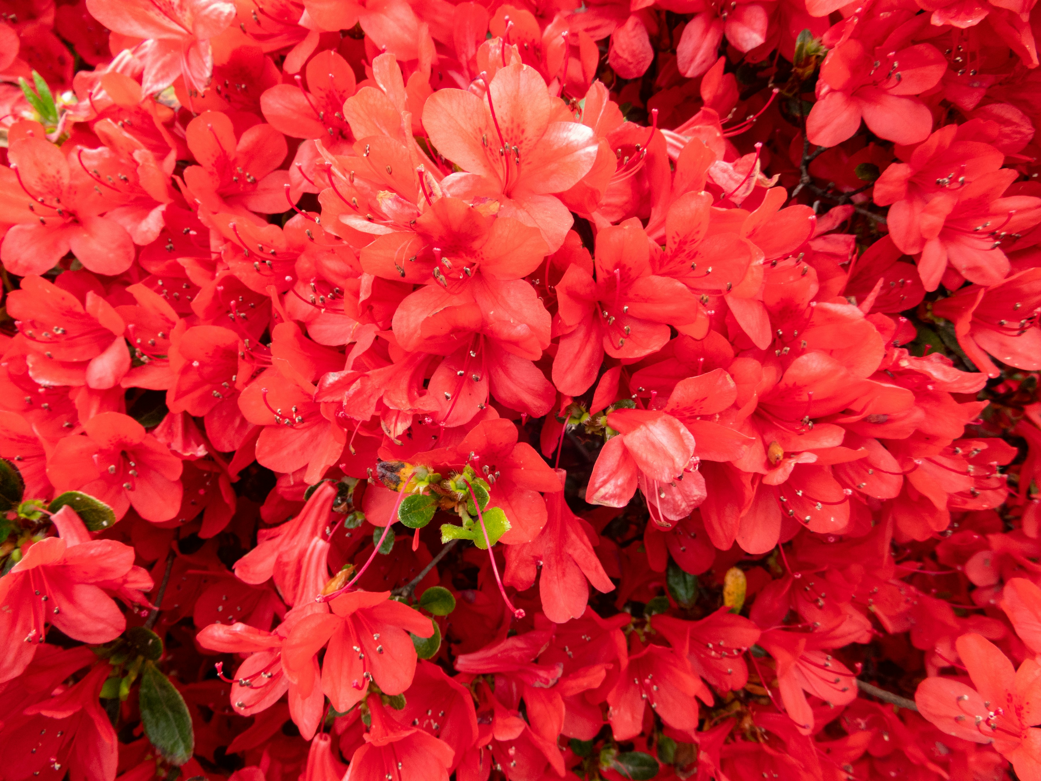 Photo by heppoko_yama