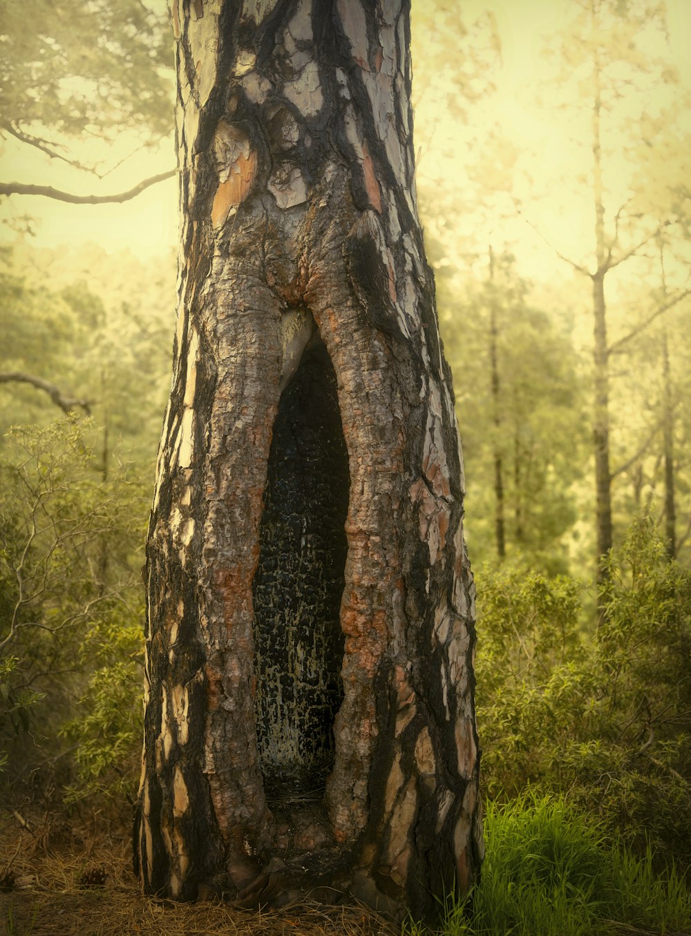 a tree trunk with a large hole in it