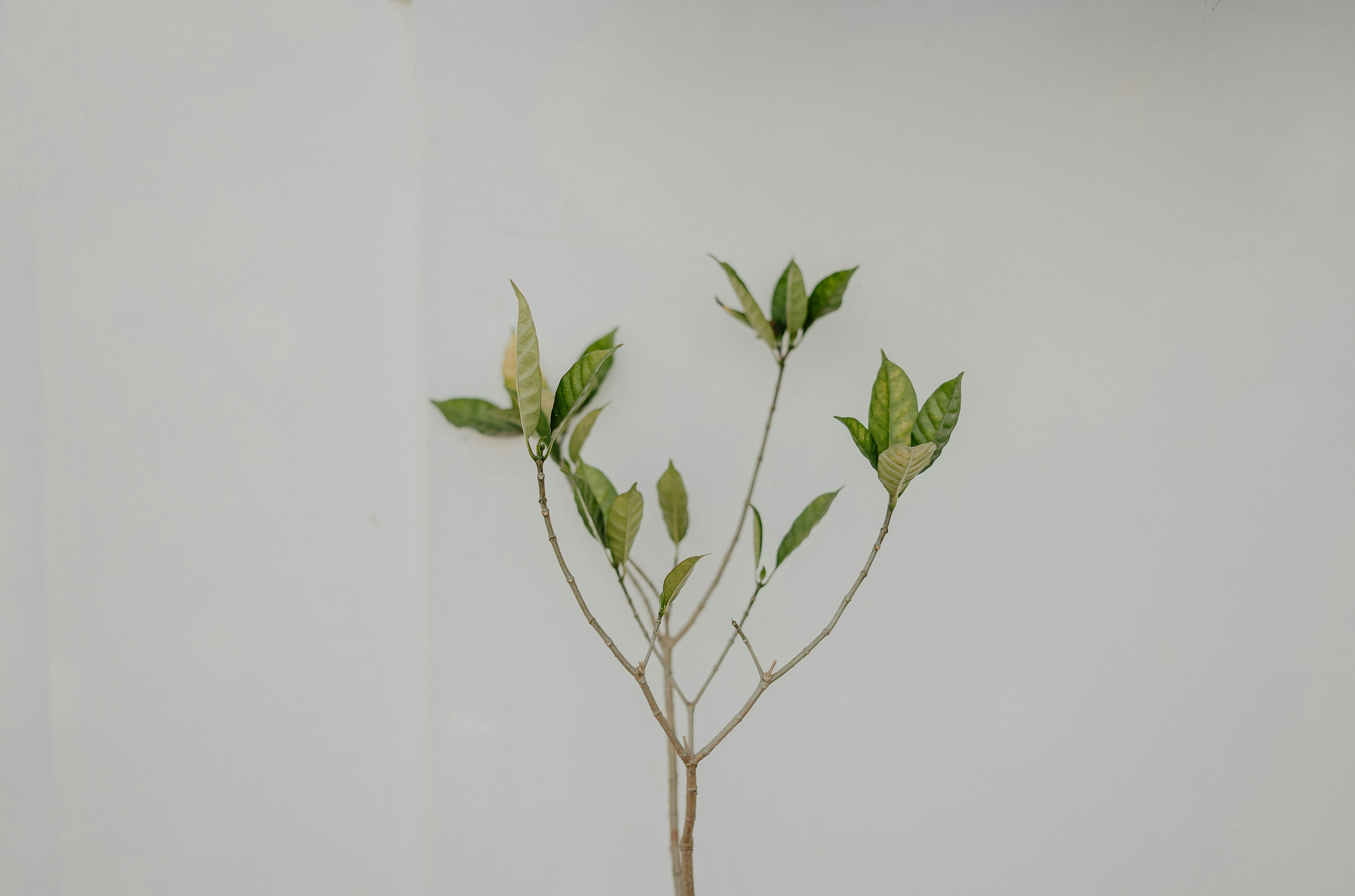 Photo by viditgoswami