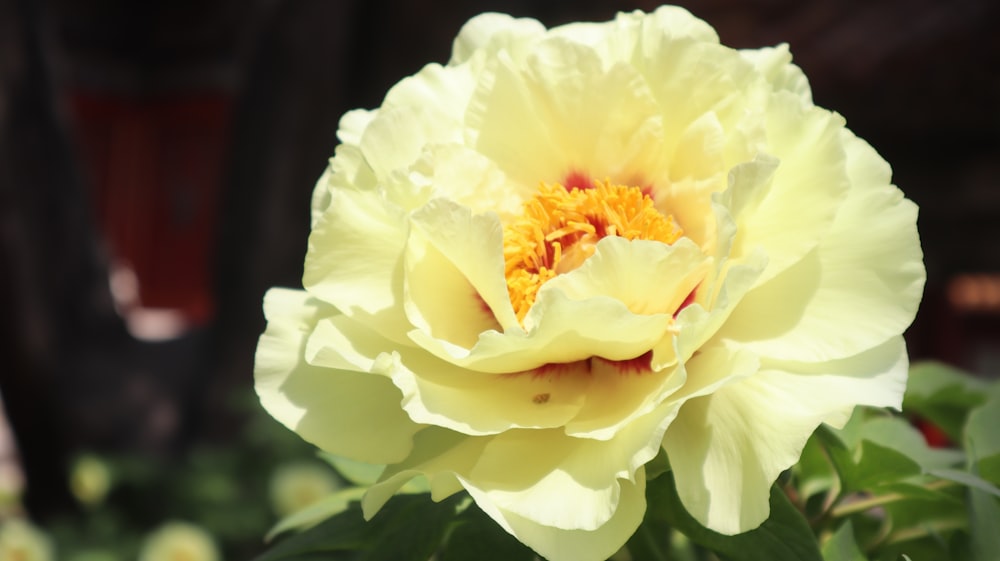 a close up of a flower