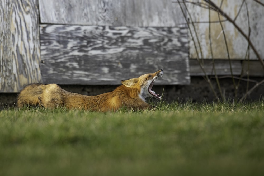 a fox lying in the grass