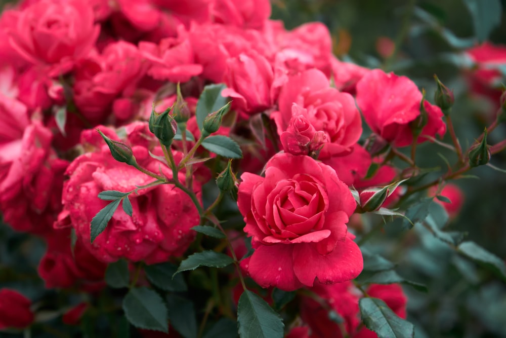 a group of pink flowers