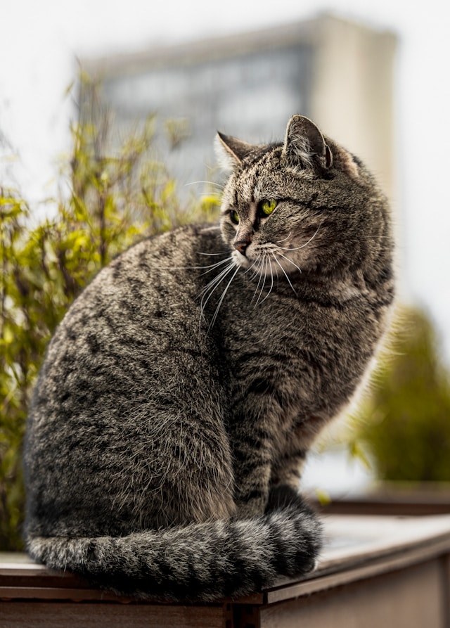 Maladie Rénale chez le Chat : Symptômes, Causes, Traitements et Prévention Maladie Rénale chez le Chat : Symptômes, Causes, Traitements et Prévention