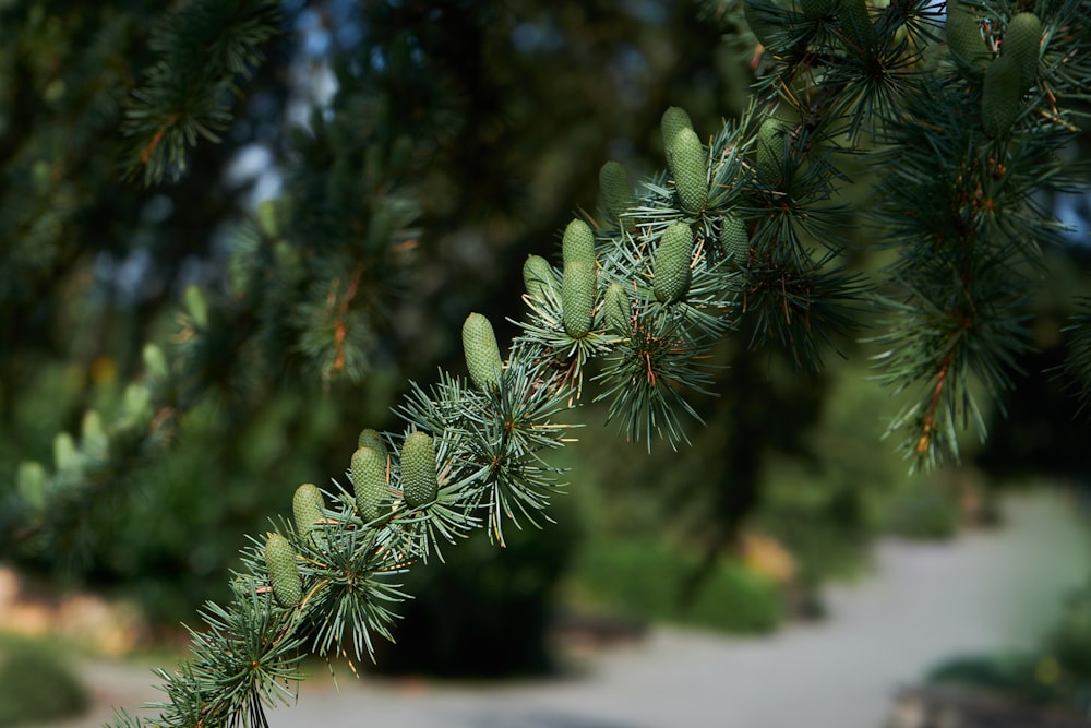 a close-up of some pine trees