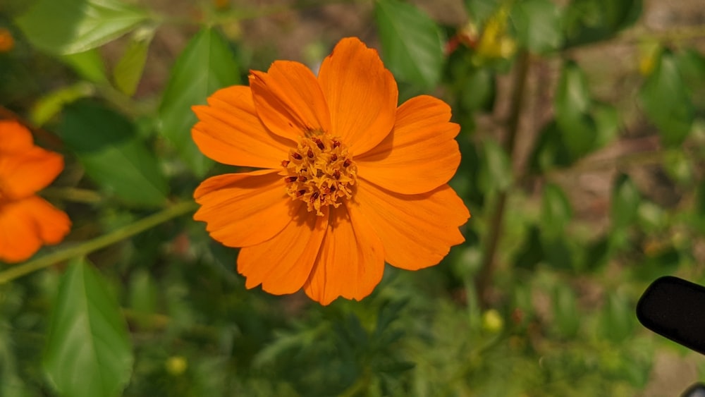 un primo piano di un fiore