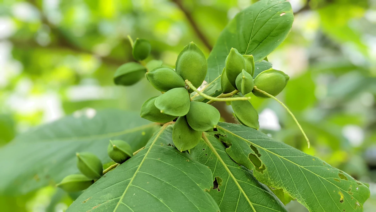 Sea Almond Indian Almond Terminalia catappa Tiered Branches India — PlantCare