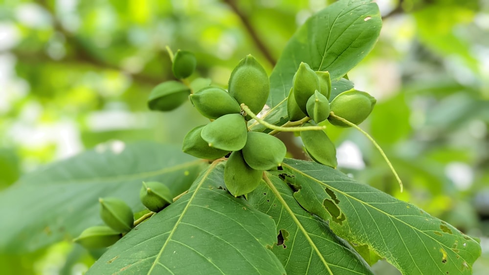 a close up of a plant with green leaves