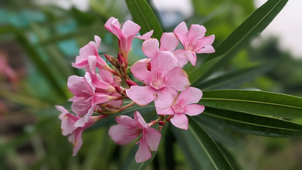 un primo piano di un fiore