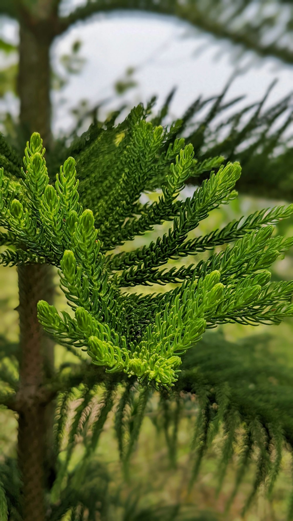 a close up of a plant