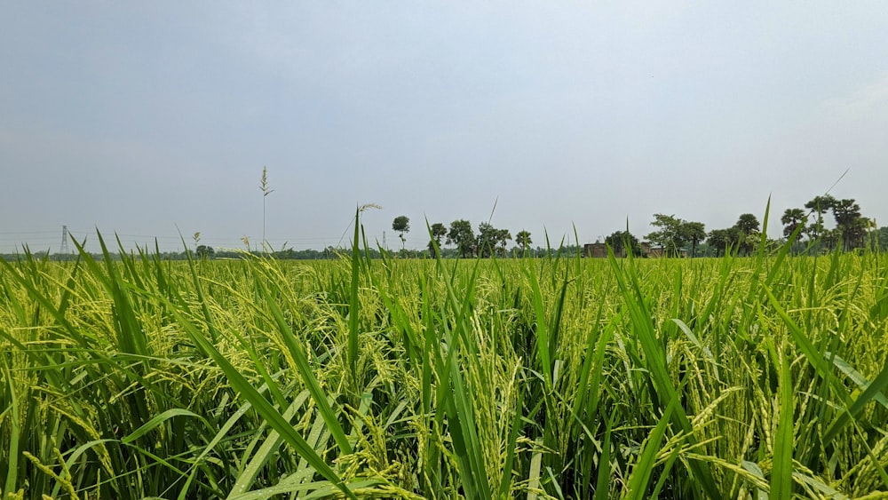 a field of green grass